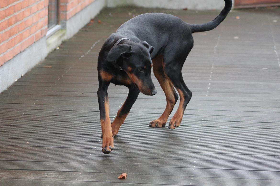 Dobermann Nala billede 5
