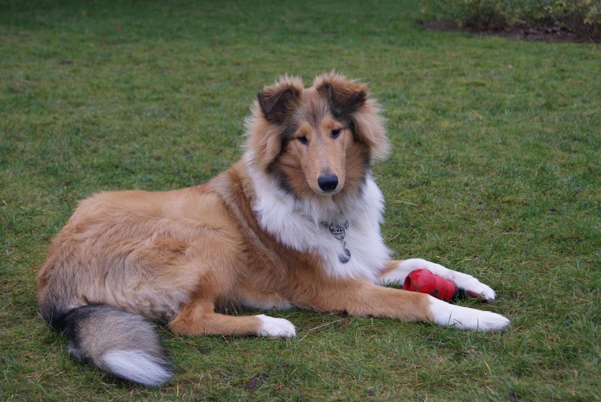 Collie langhåret Ebony Moor´s Charismatic Cato - Ebony Moor´s Charismatic Cato d. 21.11.2013 
5 ½ mdr gammel billede 26