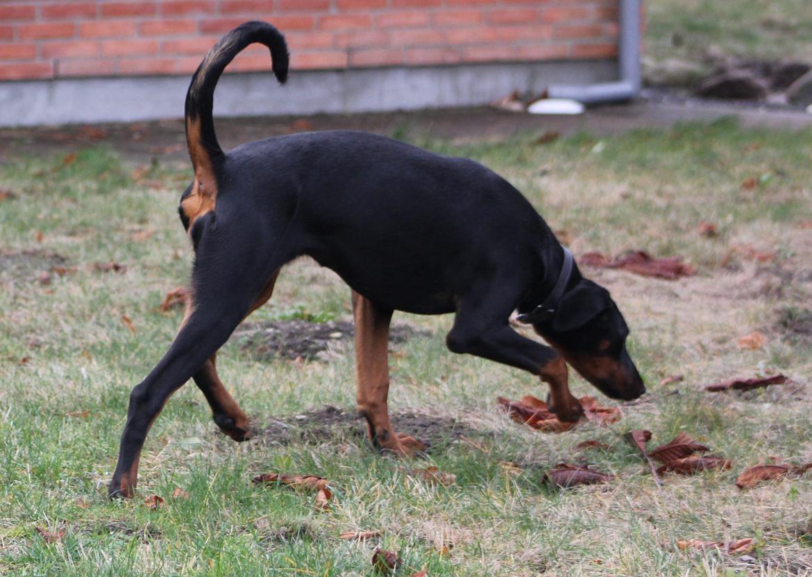Dobermann Nala billede 6