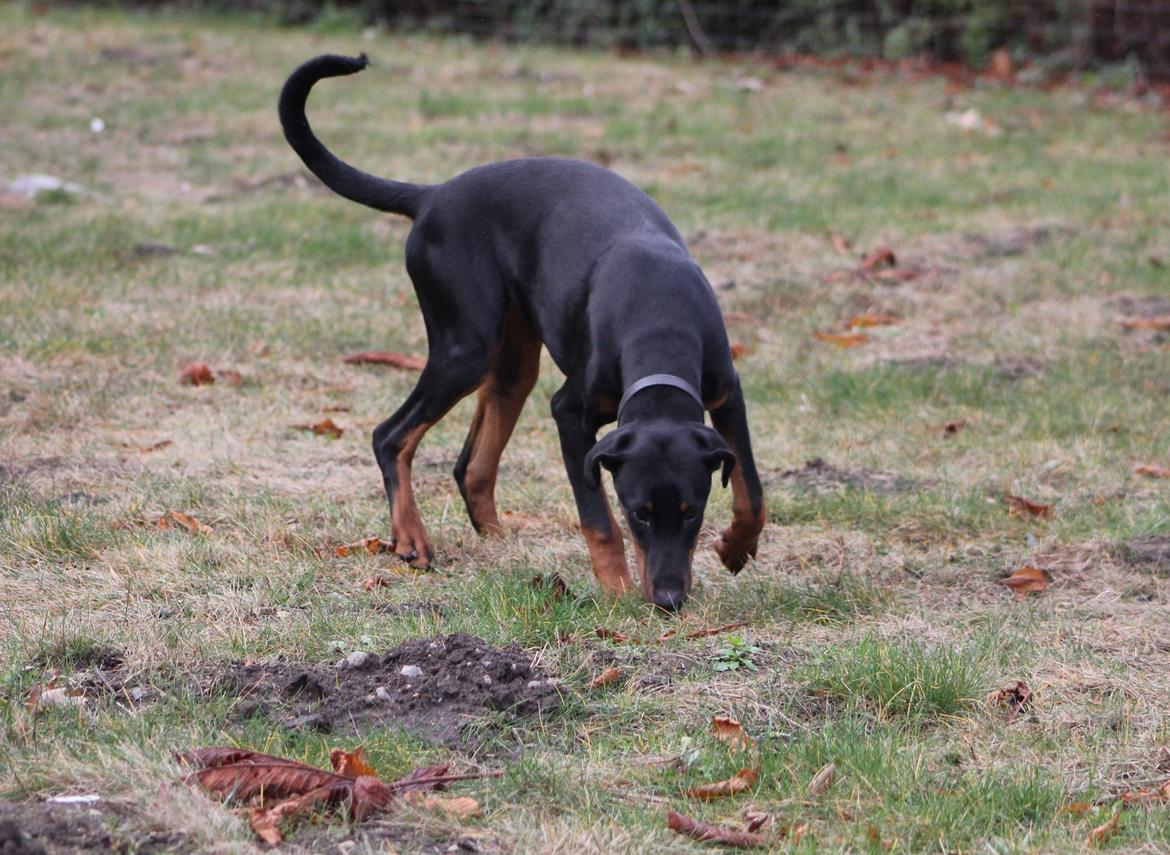 Dobermann Nala - Hvor var det nu jeg gemte den ??? billede 7