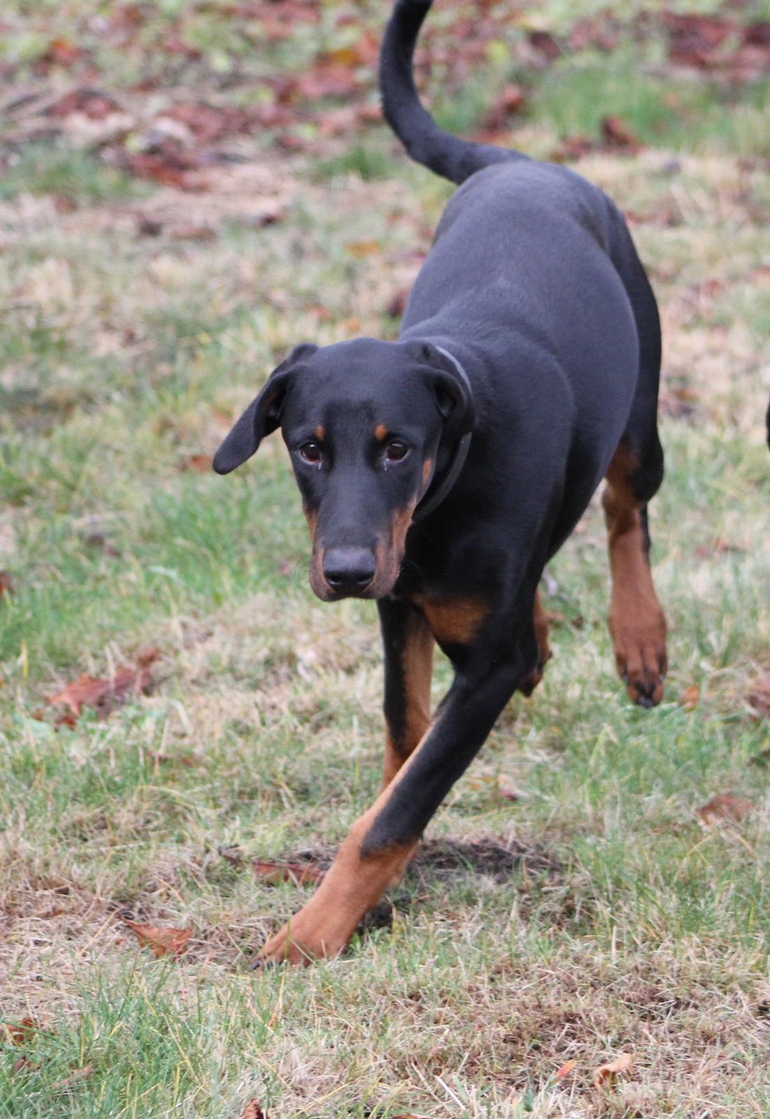 Dobermann Nala billede 8