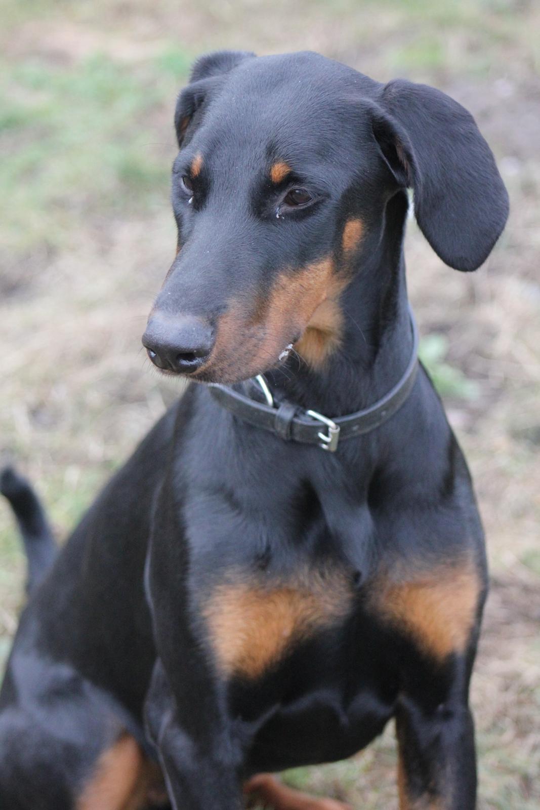 Dobermann Nala billede 9