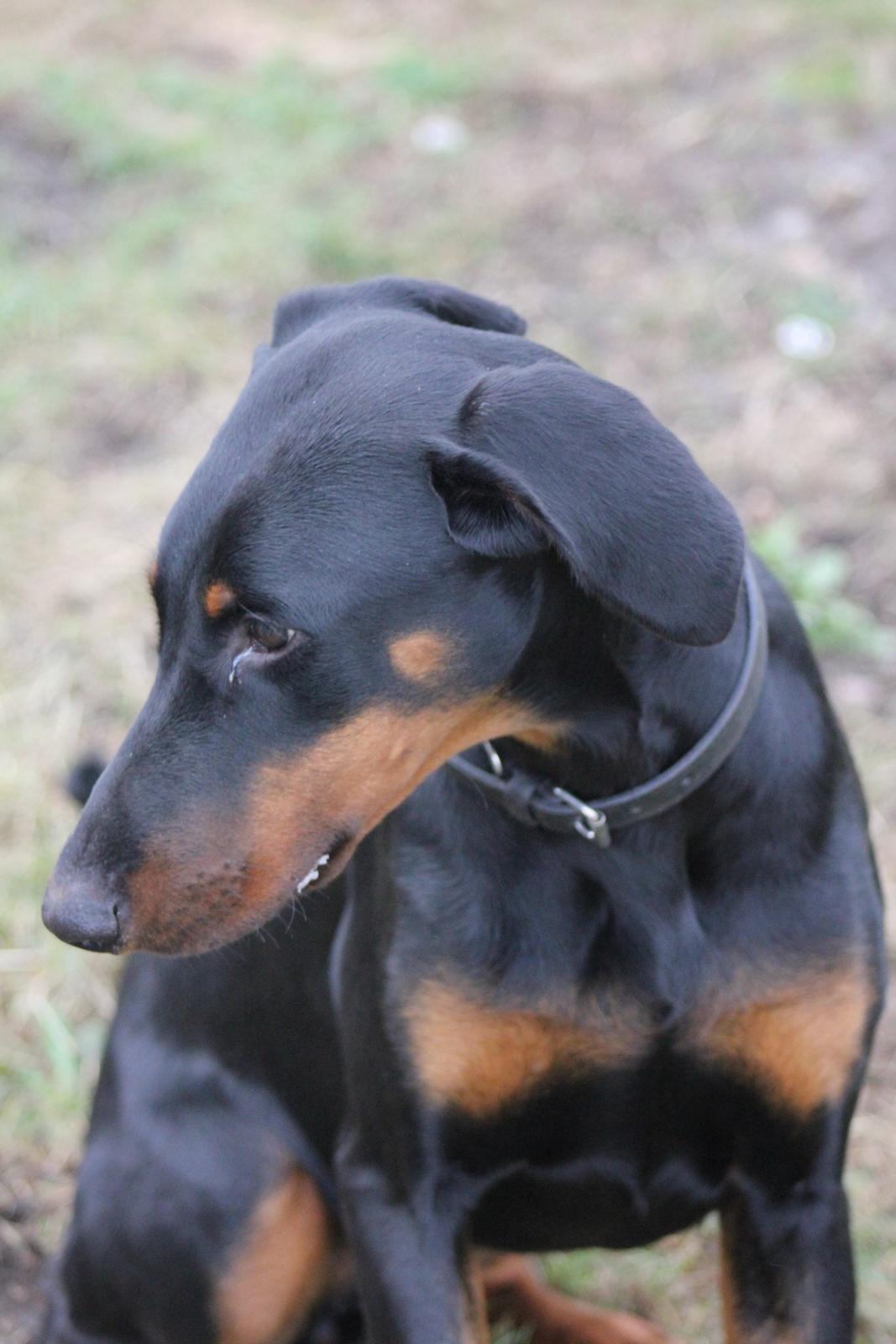 Dobermann Nala - Jeg kan faktisk godt være sød  billede 10