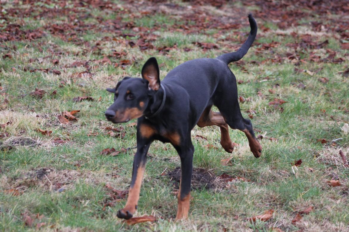 Dobermann Nala - jeg stikker af nu !!!! billede 11