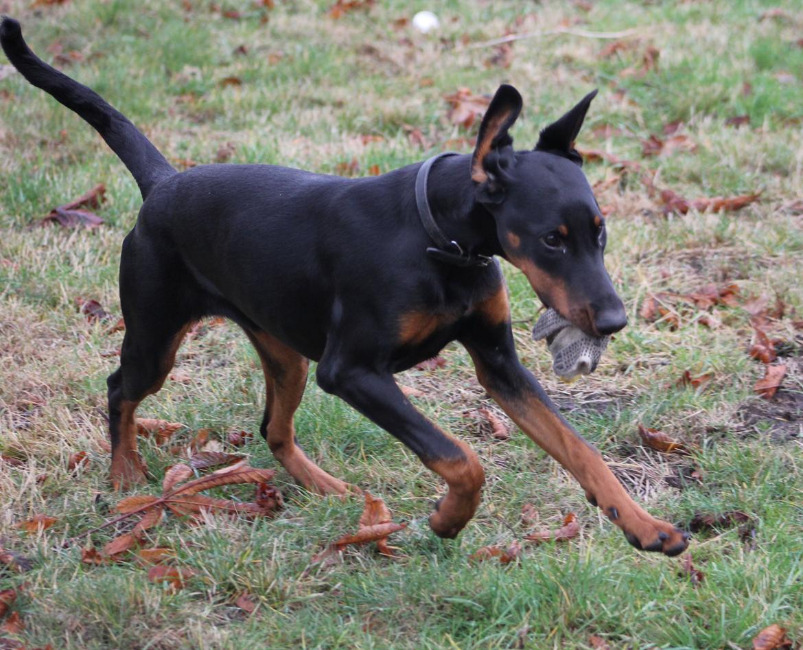 Dobermann Nala billede 12
