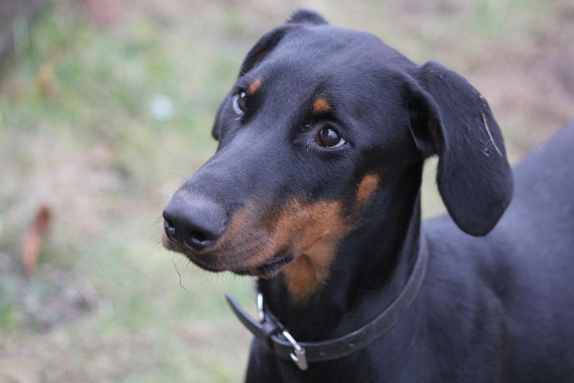 Dobermann Nala billede 13