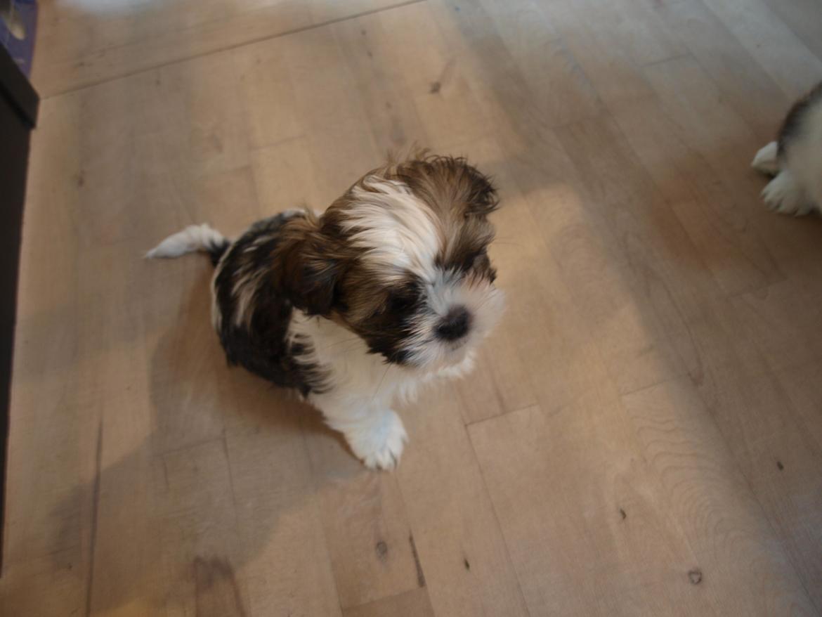 Shih tzu Hugo - Første gang jeg så ham ude hos opdrætter. 6 uger. billede 4