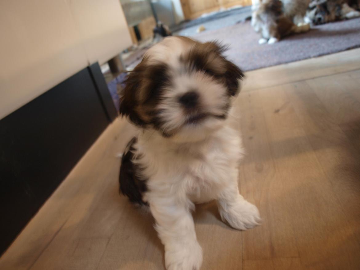 Shih tzu Hugo - Første besøg hos opdrætter . 6 uger. billede 5