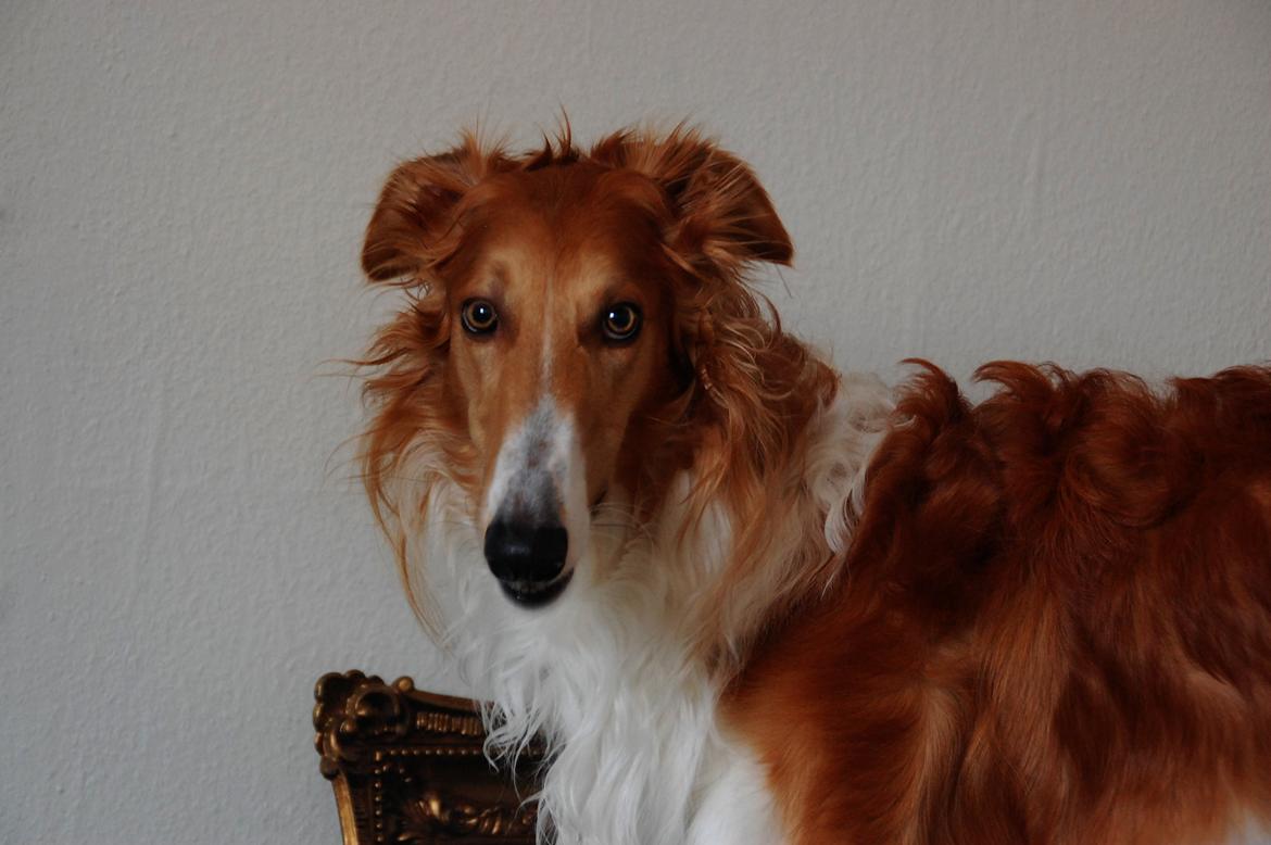 Borzoi - Kashmir 'Wild wind of Russia' billede 36