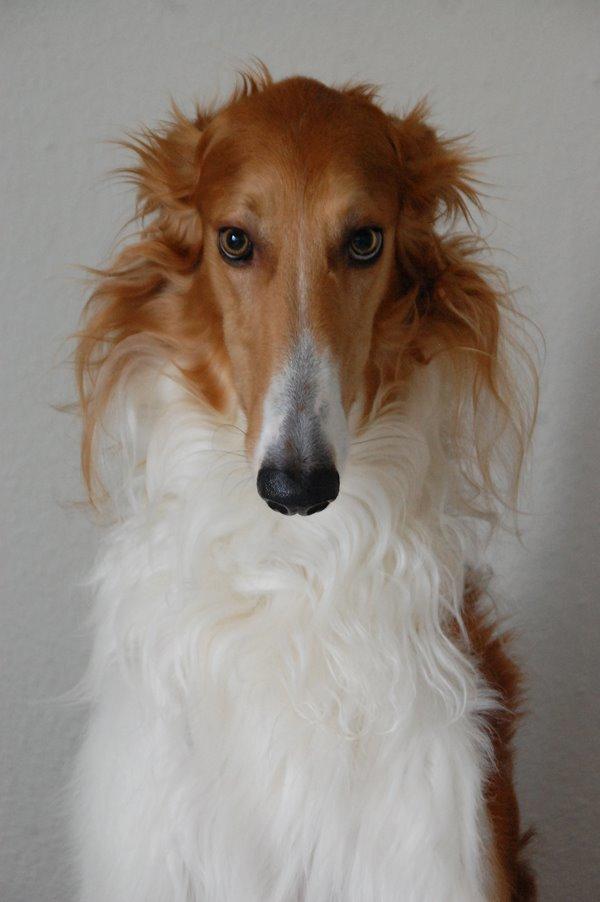 Borzoi - Kashmir 'Wild wind of Russia' billede 30