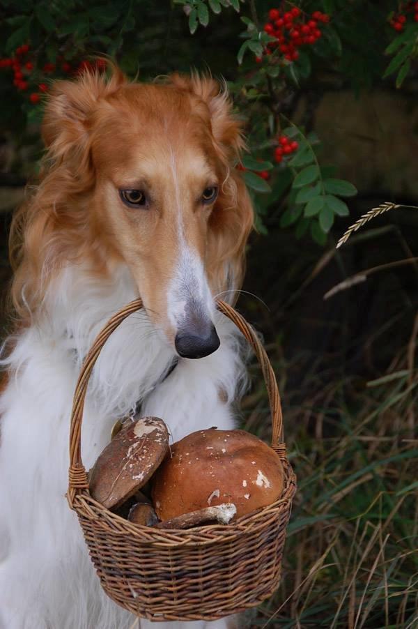 Borzoi - Kashmir 'Wild wind of Russia' billede 22