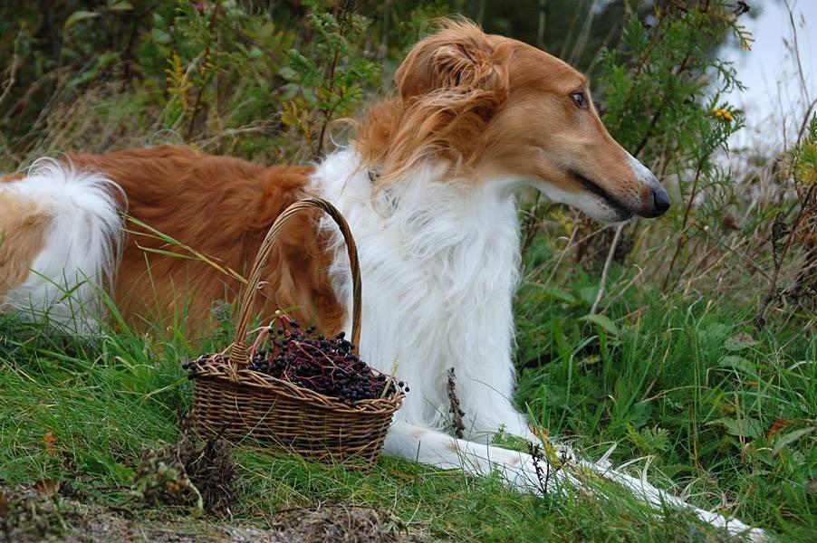 Borzoi - Kashmir 'Wild wind of Russia' billede 23