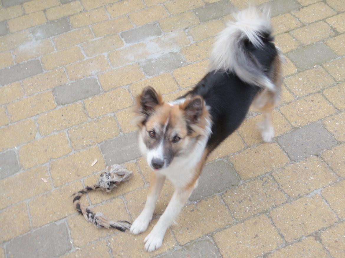 Islandsk fårehund Kenzi billede 1