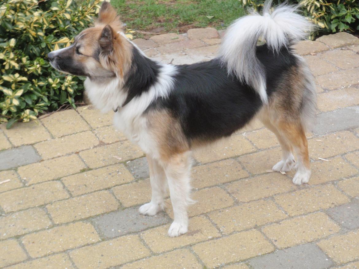 Islandsk fårehund Kenzi billede 2