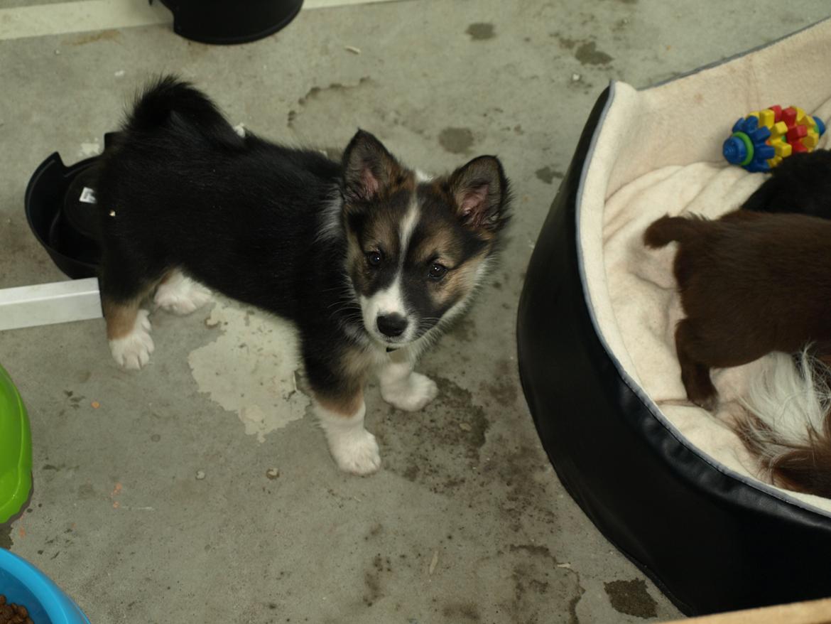 Islandsk fårehund Kenzi billede 3