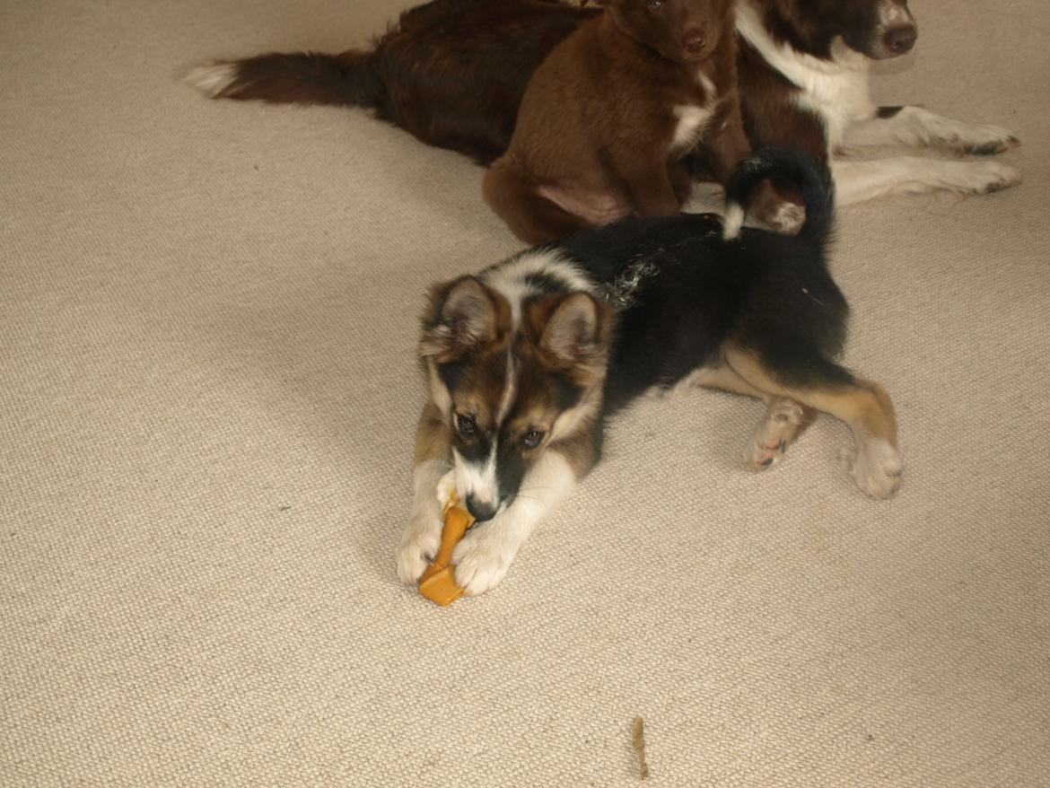 Islandsk fårehund Kenzi billede 5