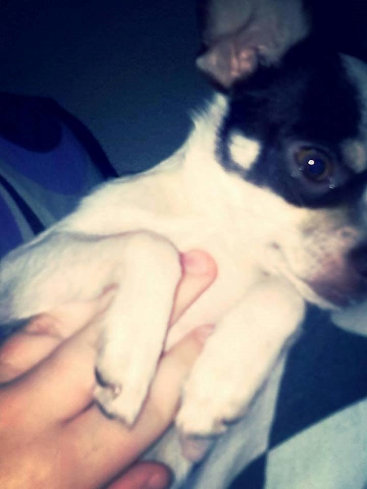 Chihuahua Robin billede 10