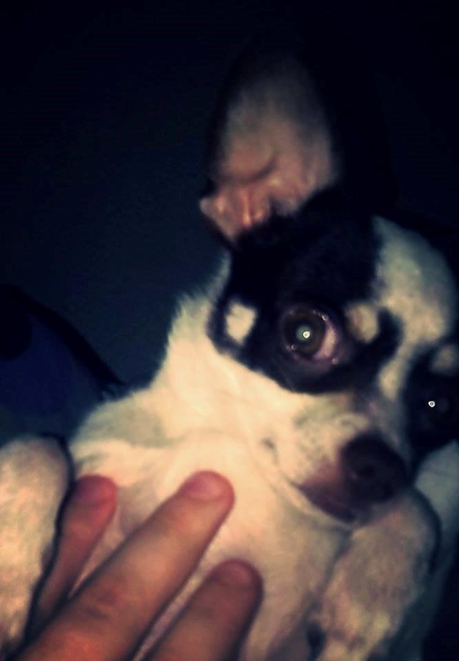 Chihuahua Robin billede 11