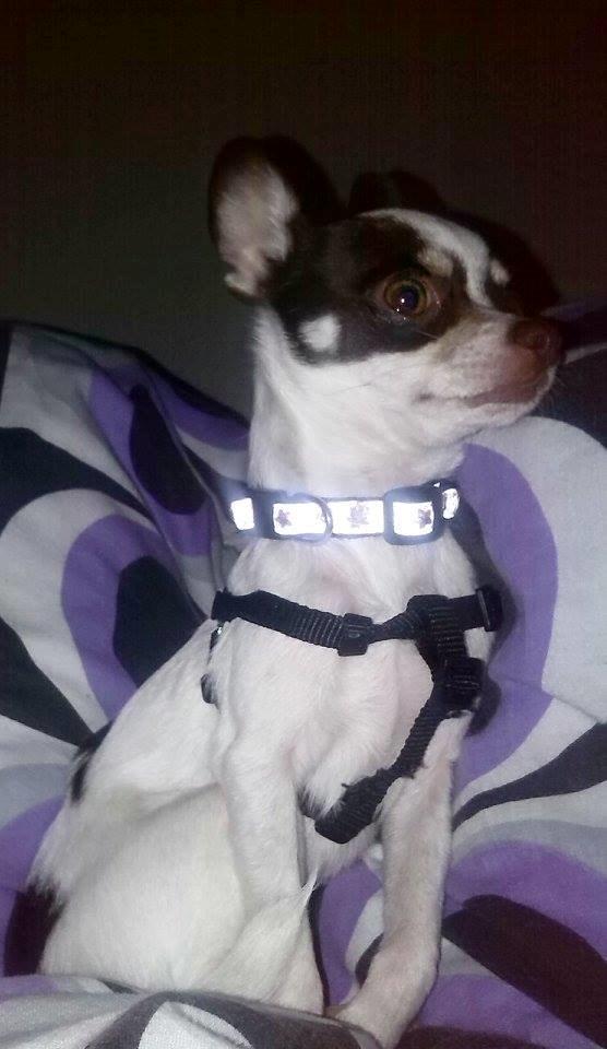 Chihuahua Robin billede 12