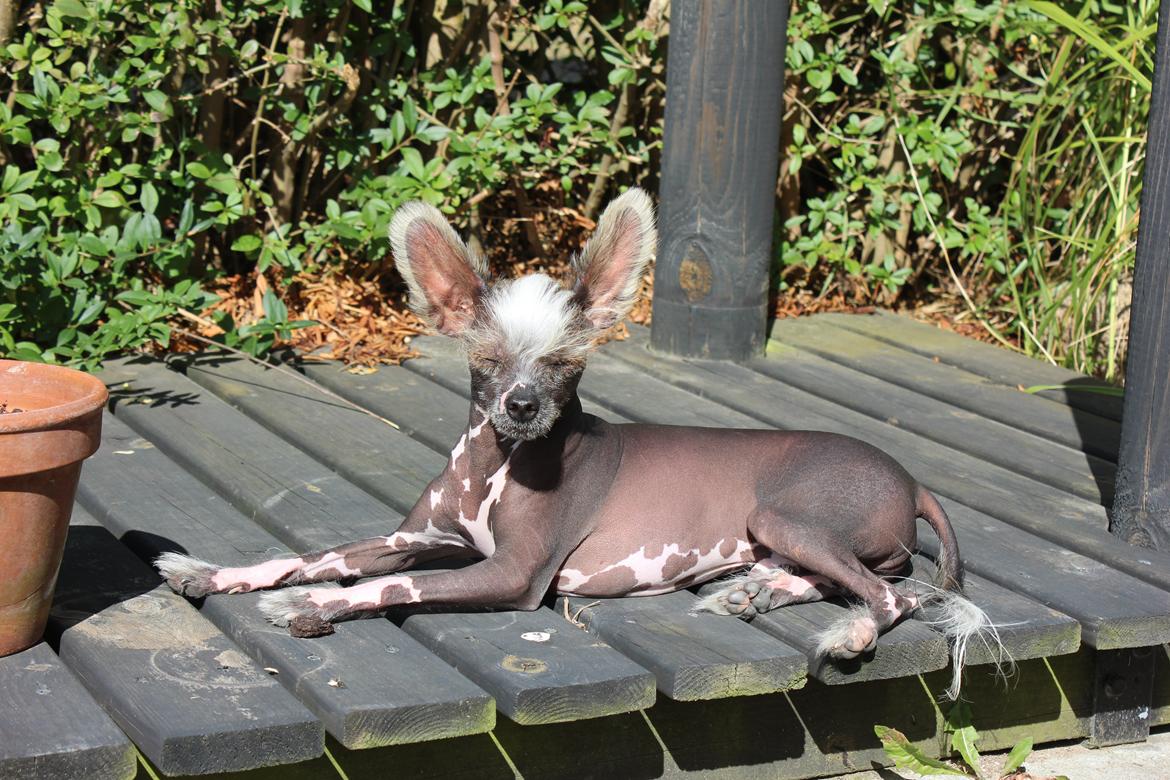 Chinese crested hårløs Manfred - Manny en dejlig sommerdag billede 1