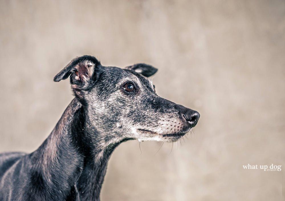 Whippet Dragonwing Breeze (Nanna) billede 10