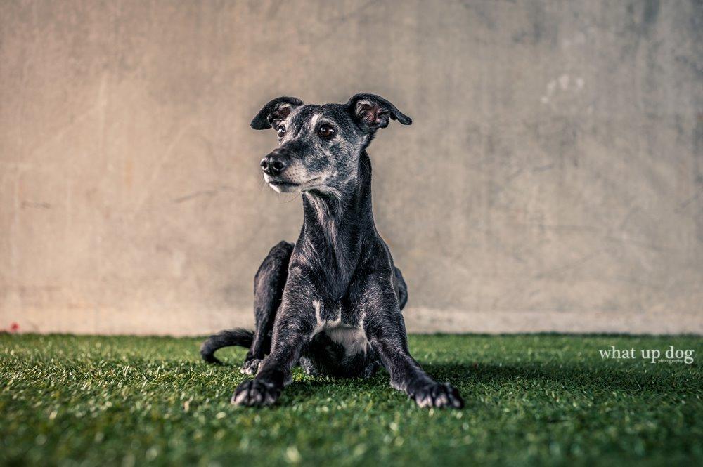 Whippet Dragonwing Breeze (Nanna) - Smukke Nanna fotograferet af Mai fra whatupdog.dk billede 1