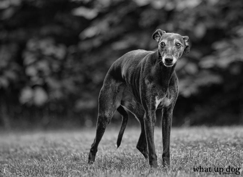 Whippet Dragonwing Breeze (Nanna) - Betuttet hund billede 11