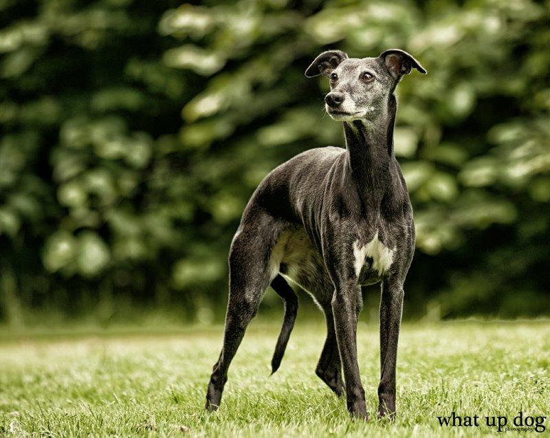 Whippet Dragonwing Breeze (Nanna) billede 12
