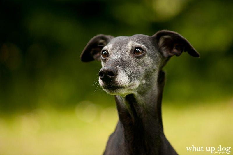 Whippet Dragonwing Breeze (Nanna) billede 13