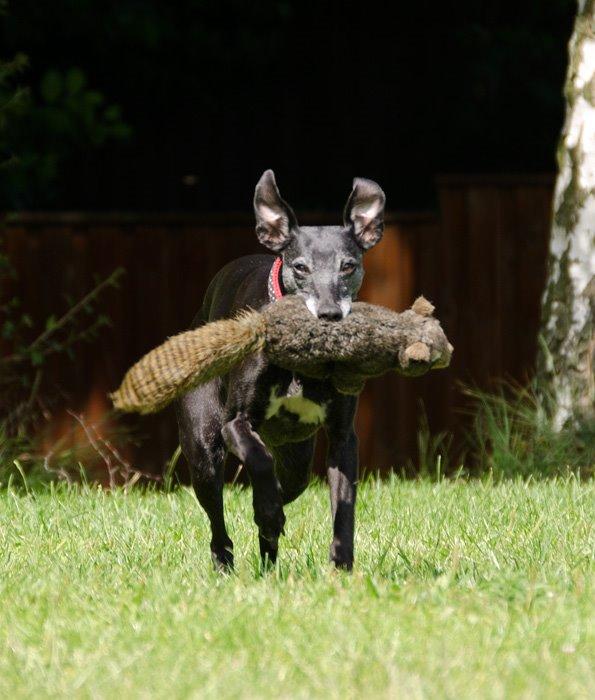 Whippet Dragonwing Breeze (Nanna) billede 14