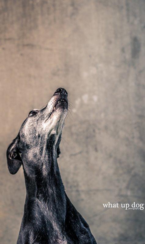 Whippet Dragonwing Breeze (Nanna) billede 15