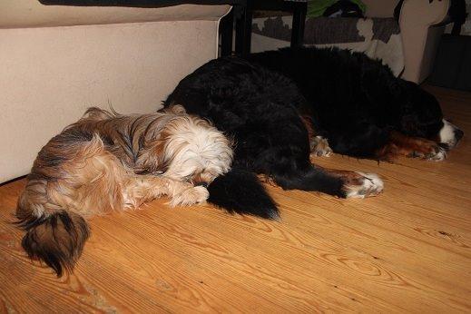 Berner sennenhund Boomer *R.I.P* - Boomer og Anton. billede 19