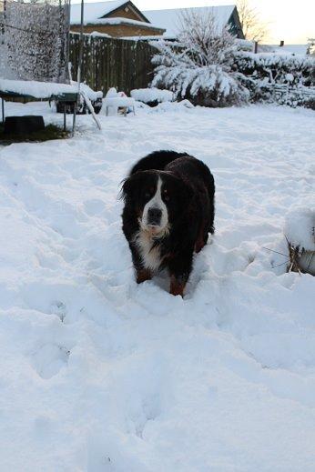 Berner sennenhund Boomer *R.I.P* - Jeg ELSKER sne.. billede 16