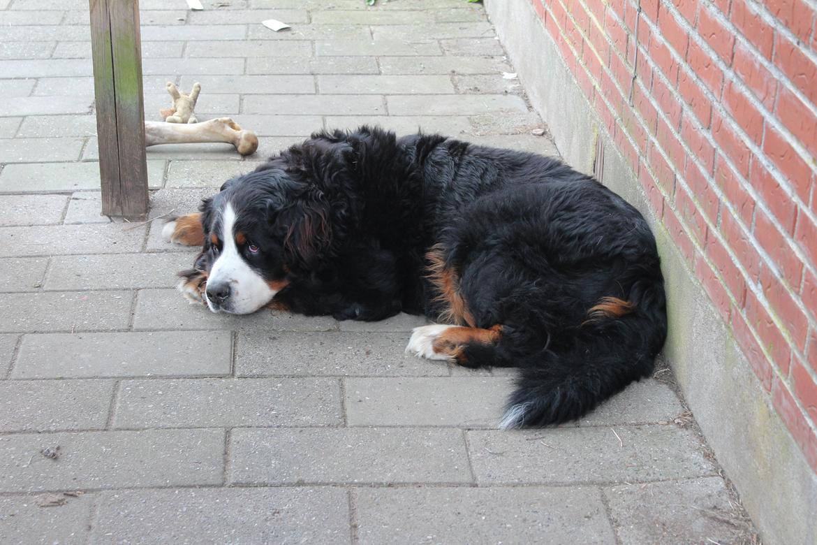 Berner sennenhund Boomer *R.I.P* billede 22