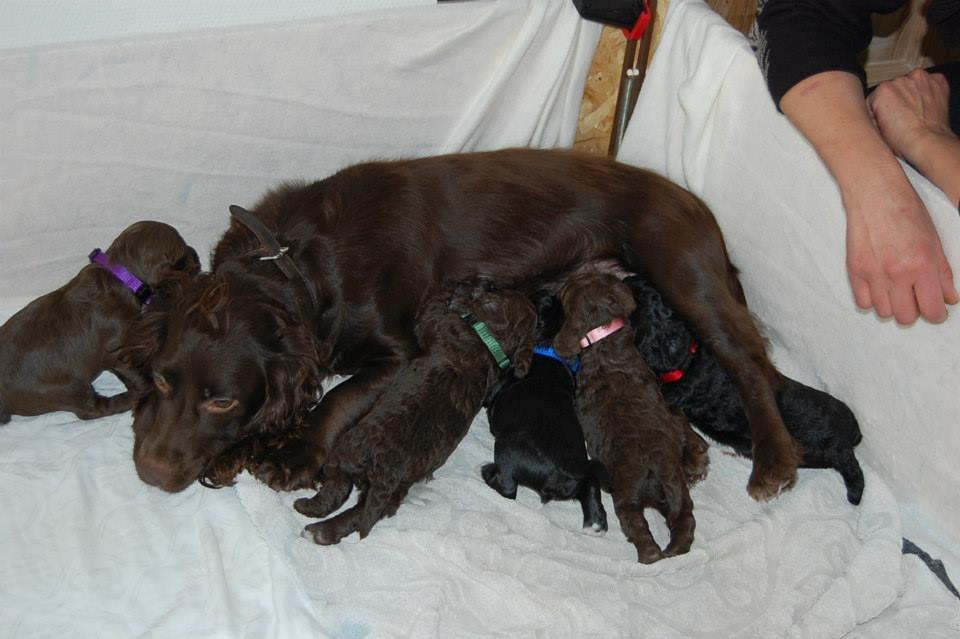 Blanding af racer Vix - Det er Vix med det blå halsbånd billede 2