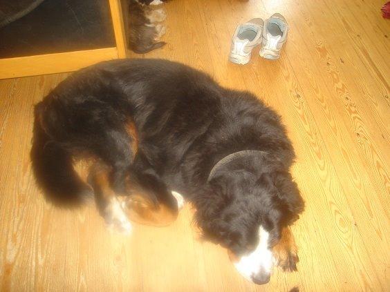 Berner sennenhund Boomer *R.I.P* billede 23