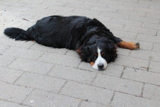 Berner sennenhund Boomer *R.I.P* - Sage du noget ??? billede 24