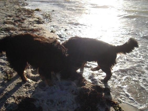 Berner sennenhund Boomer *R.I.P* - Boomer og Bendji på stranden billede 25
