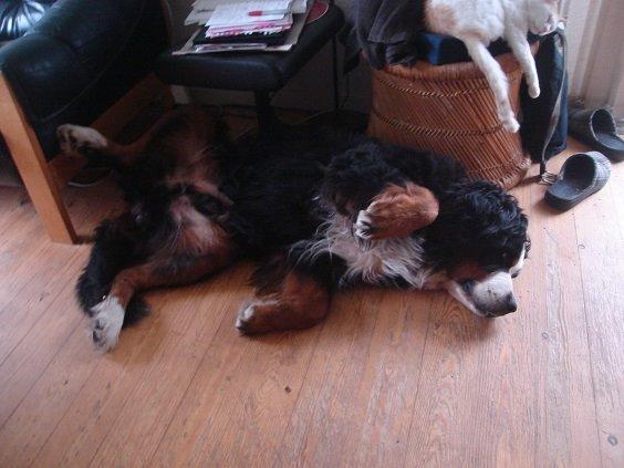 Berner sennenhund Boomer *R.I.P* - Boomers ynglings sove måde..  billede 26
