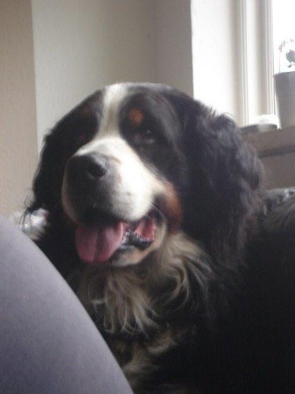 Berner sennenhund Boomer *R.I.P* billede 27
