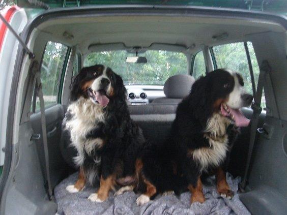Berner sennenhund Boomer *R.I.P* - Boomer og Bendji en af de aller sidste strandture.. billede 28