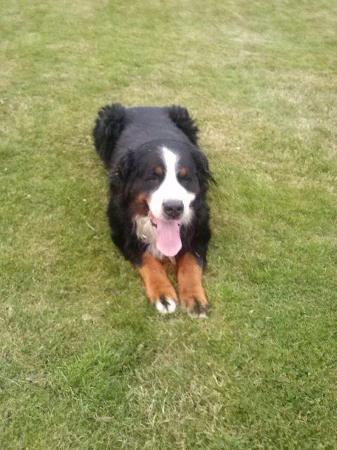 Berner sennenhund Boomer *R.I.P* billede 29