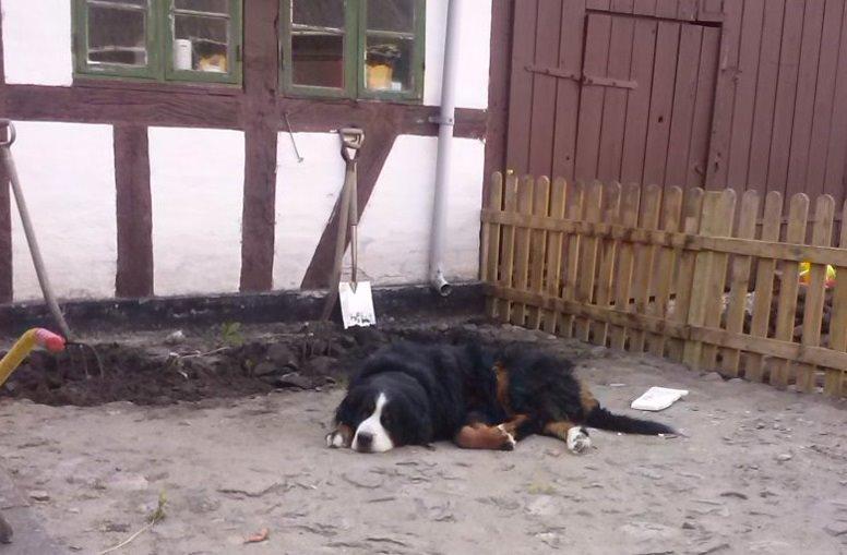 Berner sennenhund Boomer *R.I.P* - Holder lige øje med mor hun ordner gården rigtigt.. billede 30