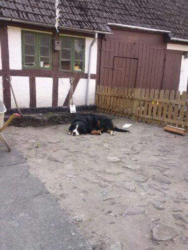 Berner sennenhund Boomer *R.I.P* billede 31