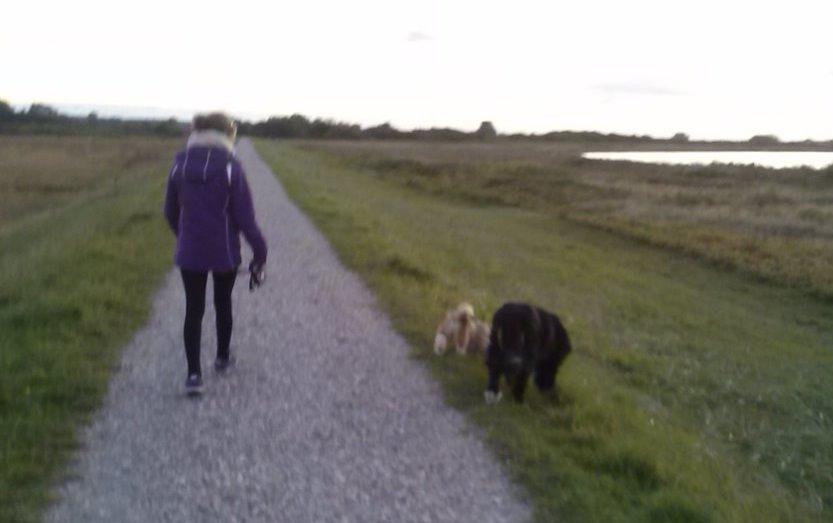 Berner sennenhund Boomer *R.I.P* - Dejlig med gå tur ved stranden.. billede 32