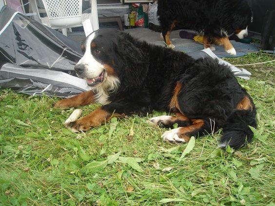 Berner sennenhund Boomer *R.I.P* billede 34