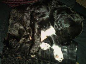 Blanding af racer Vix - Vix sover på mit ben ved mit første besøg hos opdrætter. billede 4