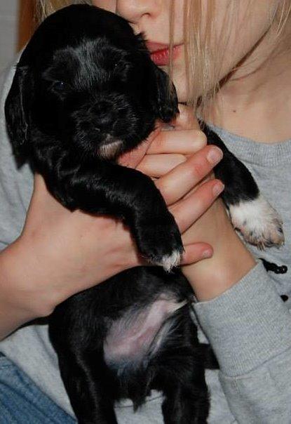 Blanding af racer Vix - Vix 27 dage gammel billede 5