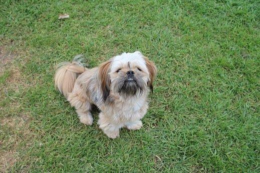 Blanding af racer Anton billede 15