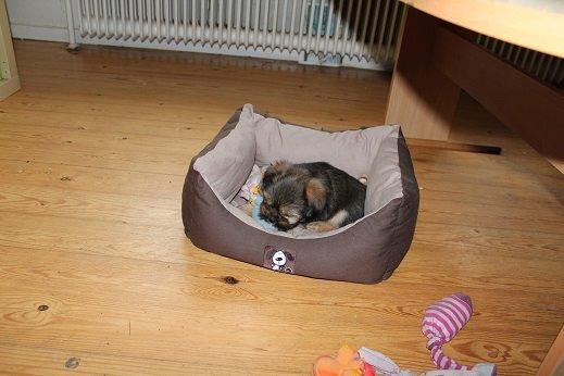 Blanding af racer Anton billede 4